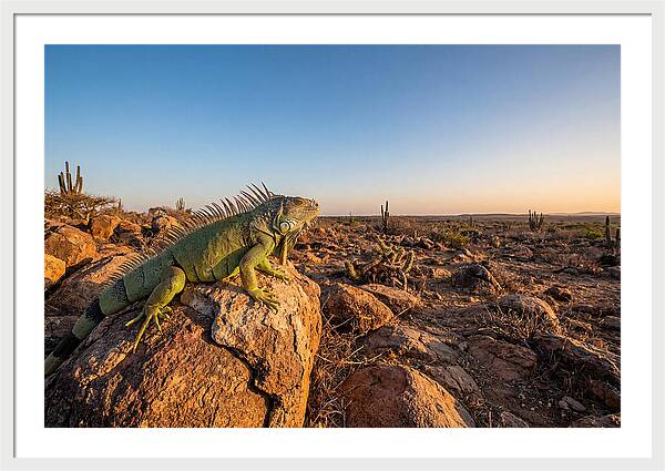 Galapagos Land Iguana Majesty