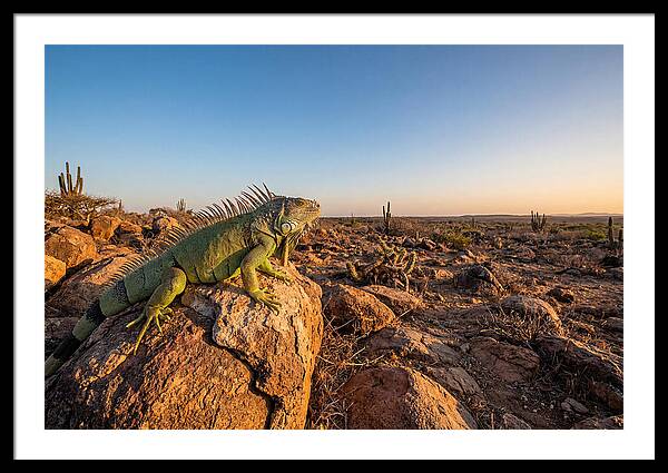 Galapagos Land Iguana Majesty