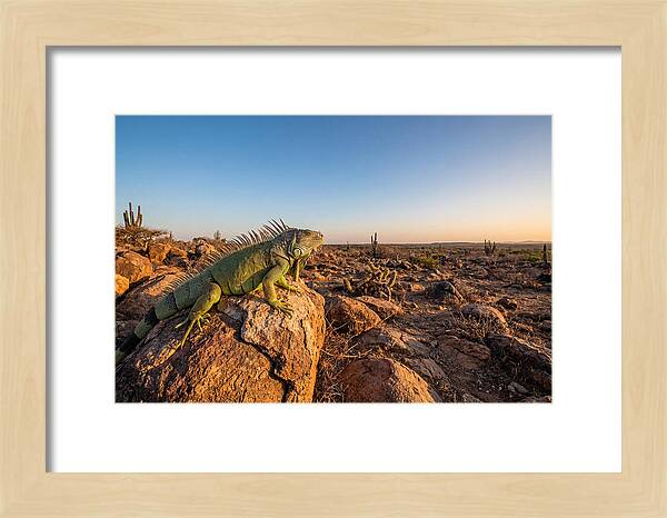 Galapagos Land Iguana Majesty