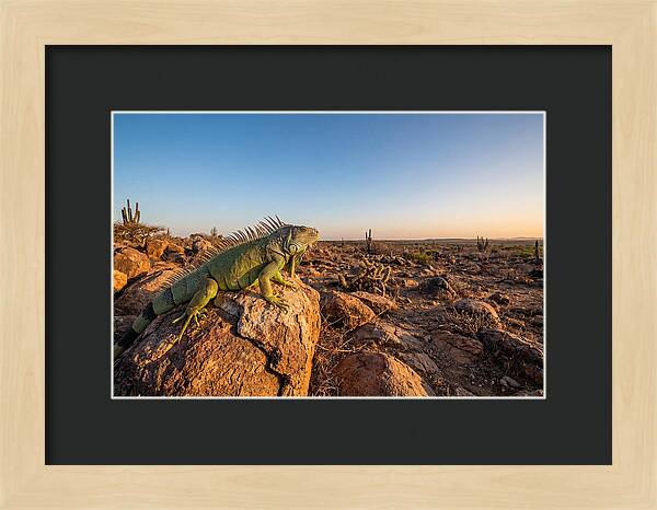 Galapagos Land Iguana Majesty