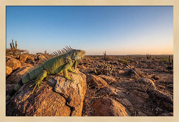 Galapagos Land Iguana Majesty