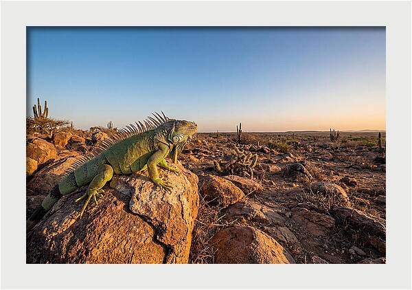 Galapagos Land Iguana Majesty
