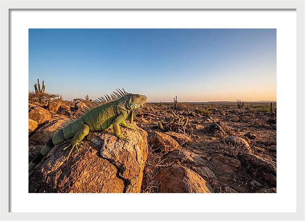 Galapagos Land Iguana Majesty