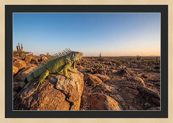 Galapagos Land Iguana Majesty