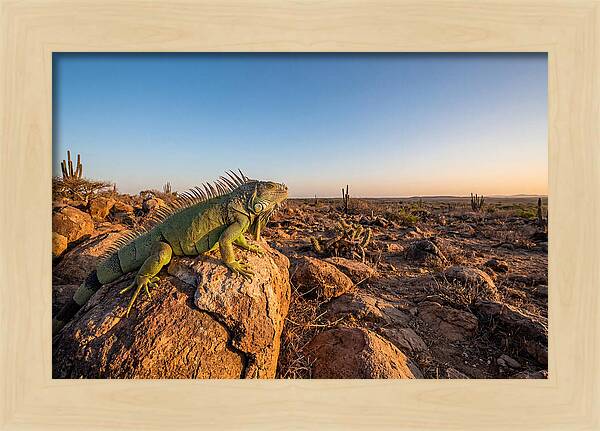 Galapagos Land Iguana Majesty