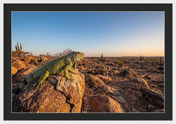 Galapagos Land Iguana Majesty