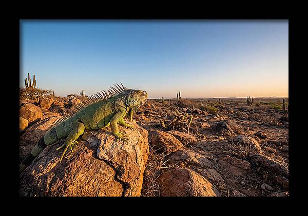 Galapagos Land Iguana Majesty