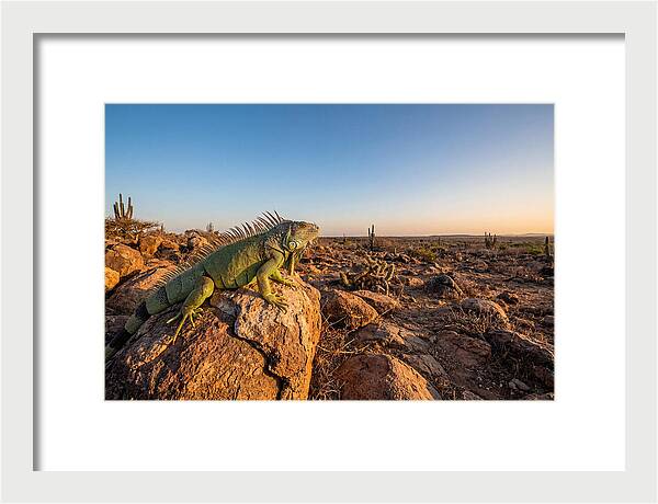 Galapagos Land Iguana Majesty