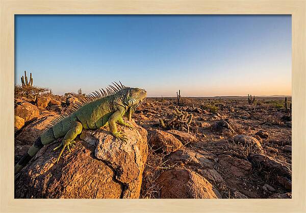 Galapagos Land Iguana Majesty
