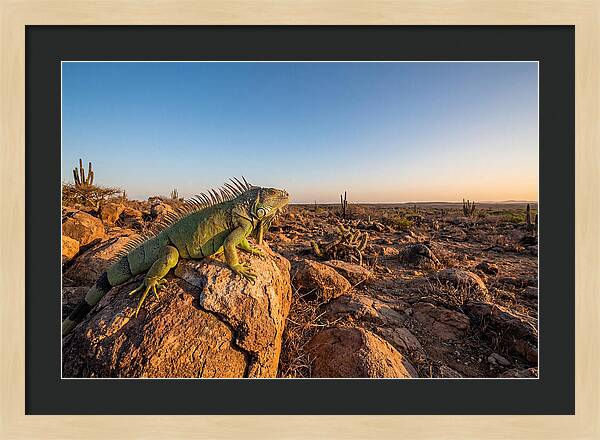 Galapagos Land Iguana Majesty
