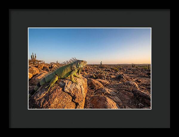 Galapagos Land Iguana Majesty