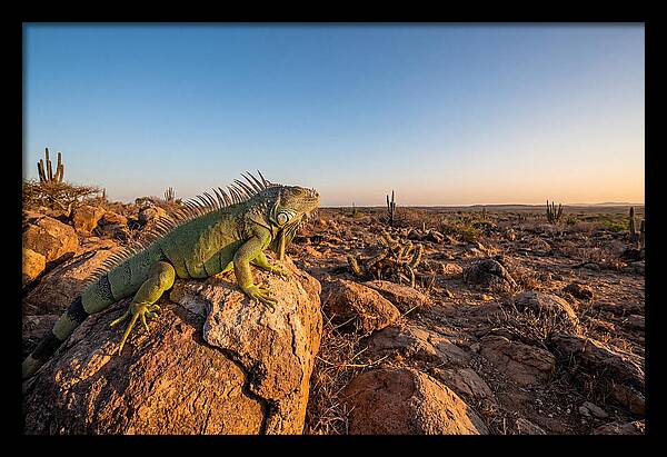 Galapagos Land Iguana Majesty