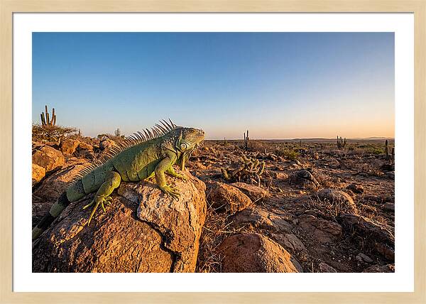 Galapagos Land Iguana Majesty