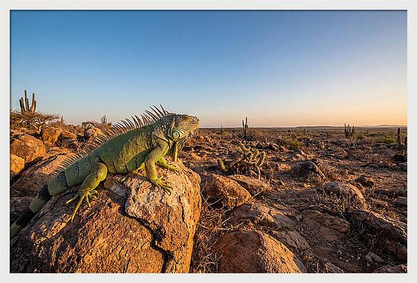 Galapagos Land Iguana Majesty
