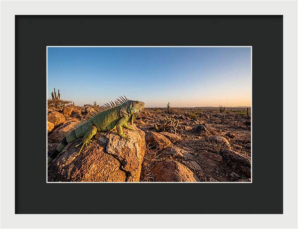 Galapagos Land Iguana Majesty