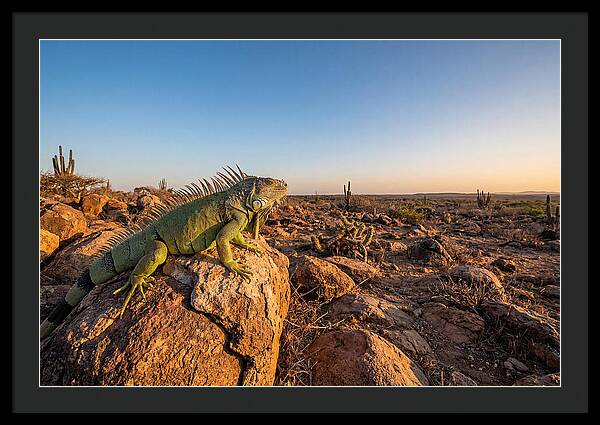 Galapagos Land Iguana Majesty