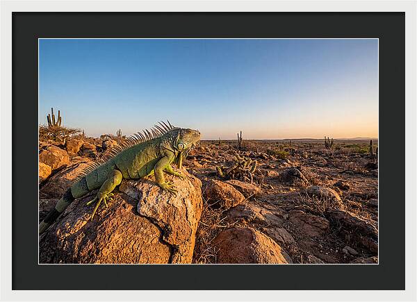 Galapagos Land Iguana Majesty