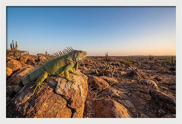 Galapagos Land Iguana Majesty