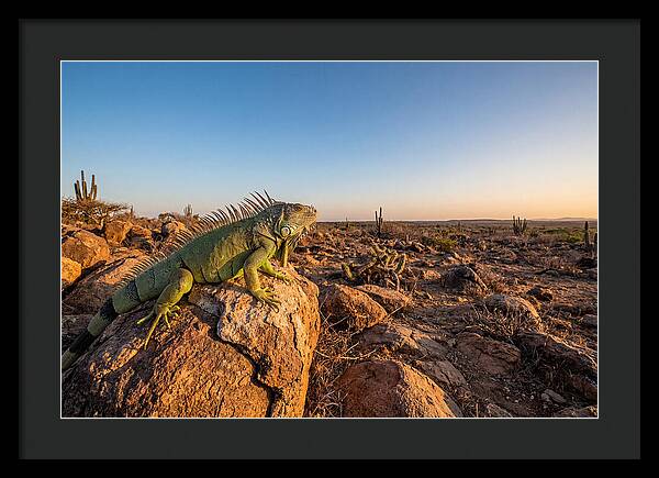 Galapagos Land Iguana Majesty