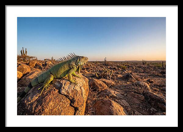 Galapagos Land Iguana Majesty