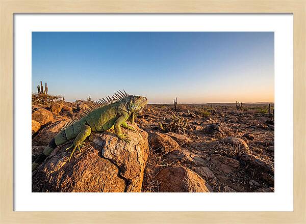Galapagos Land Iguana Majesty