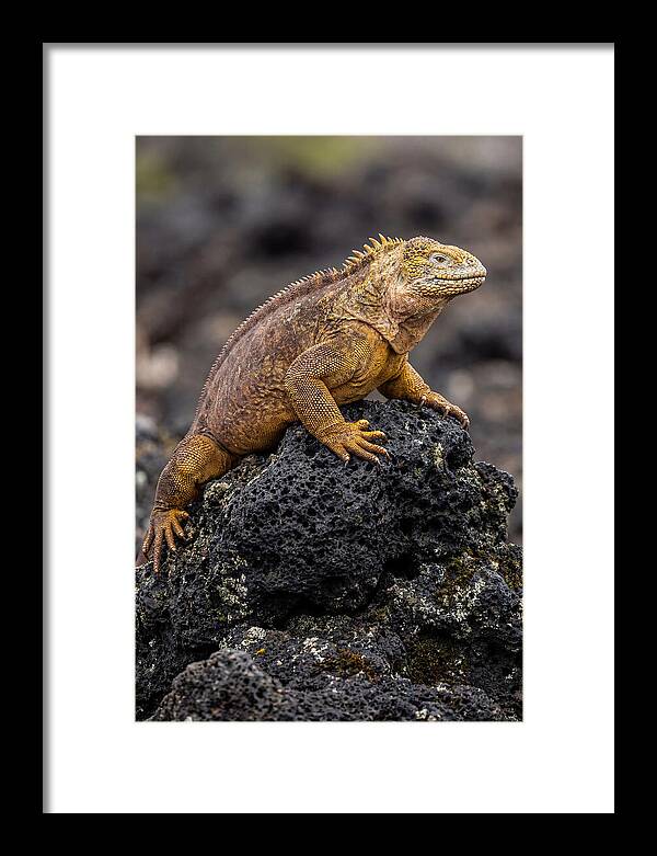 Galapagos Land Iguana On Lava