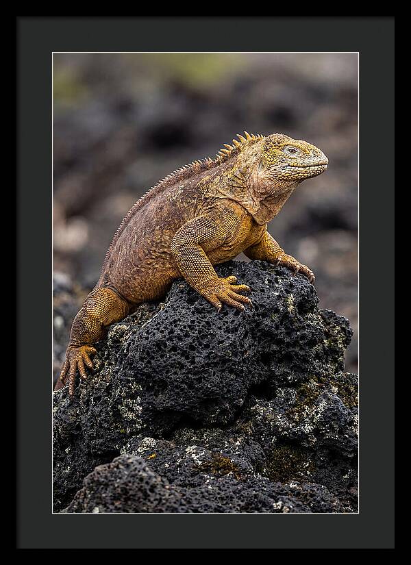 Galapagos Land Iguana On Lava