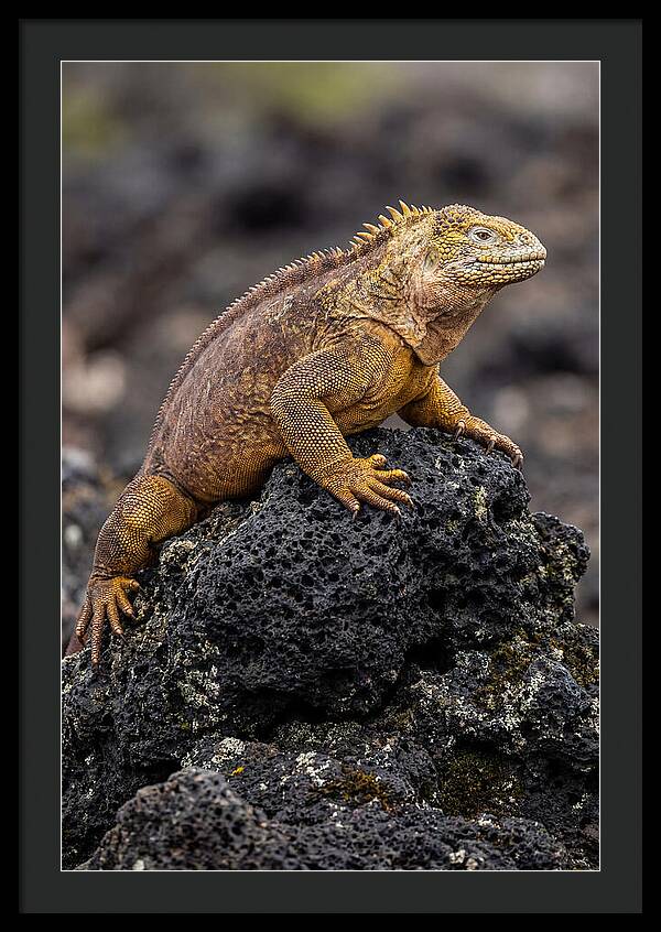 Galapagos Land Iguana On Lava