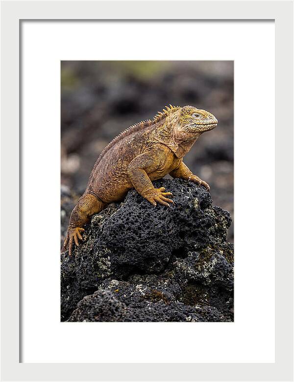 Galapagos Land Iguana On Lava
