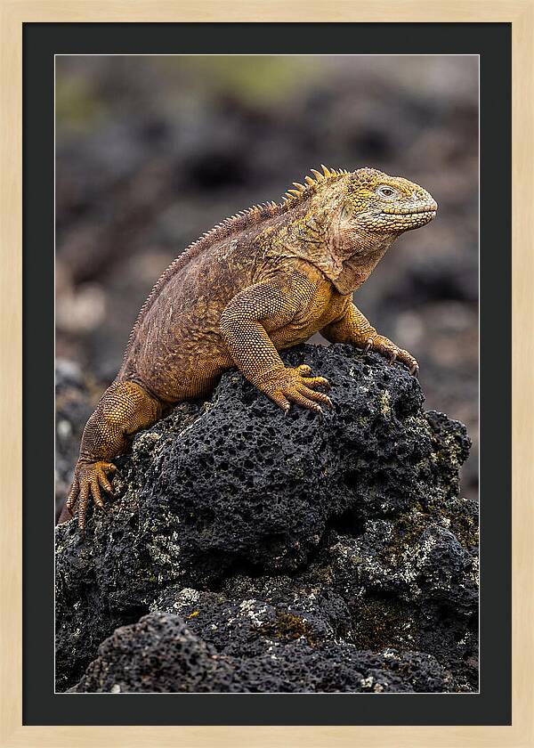 Galapagos Land Iguana On Lava