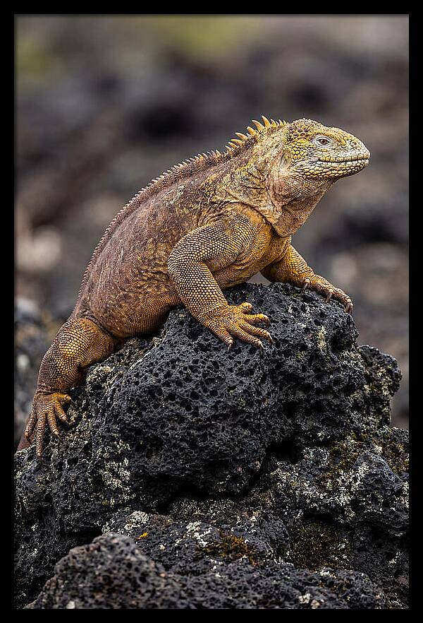 Galapagos Land Iguana On Lava