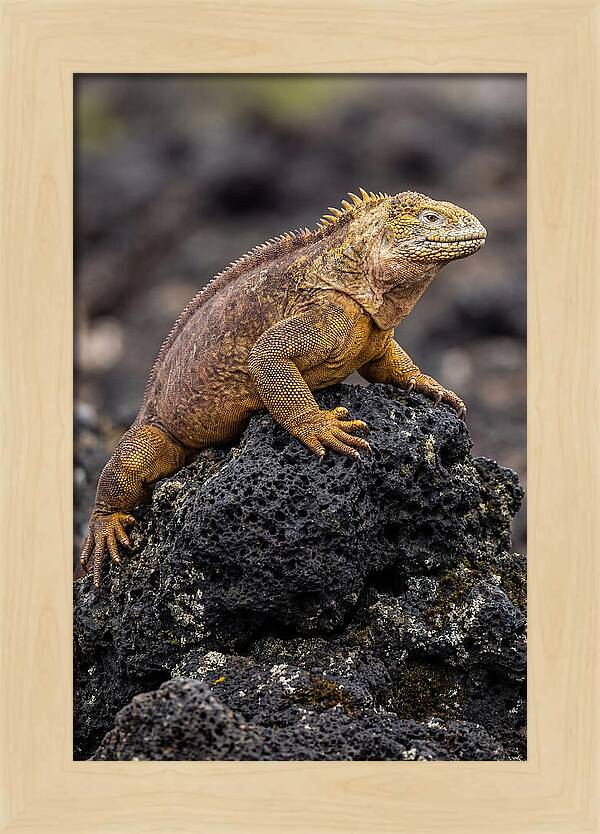 Galapagos Land Iguana On Lava
