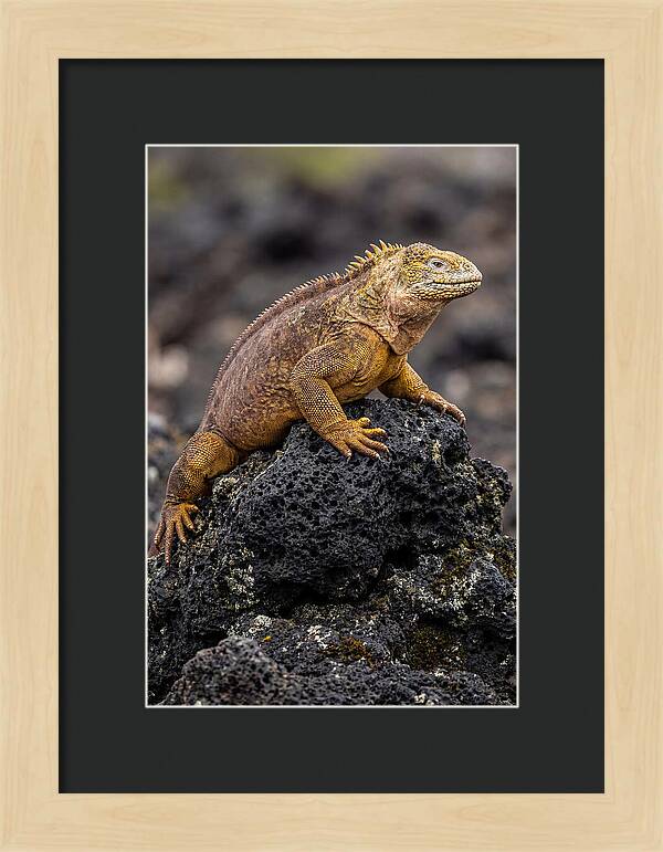 Galapagos Land Iguana On Lava
