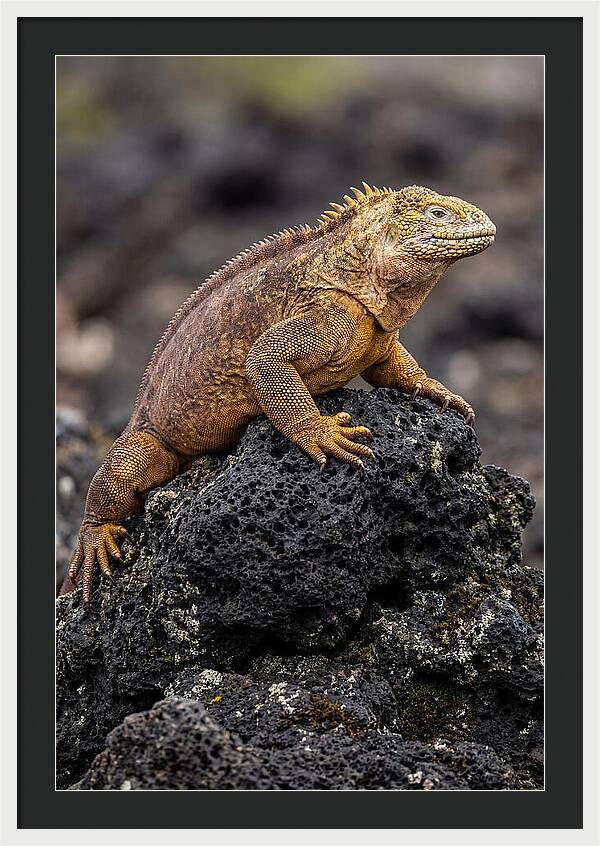Galapagos Land Iguana On Lava