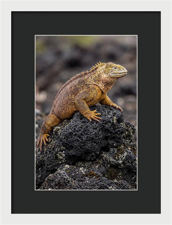 Galapagos Land Iguana On Lava