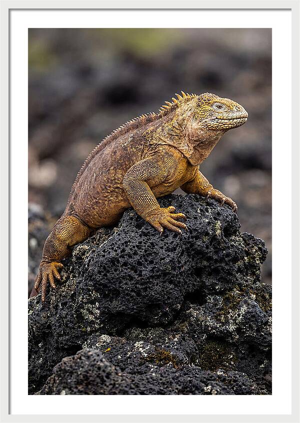 Galapagos Land Iguana On Lava