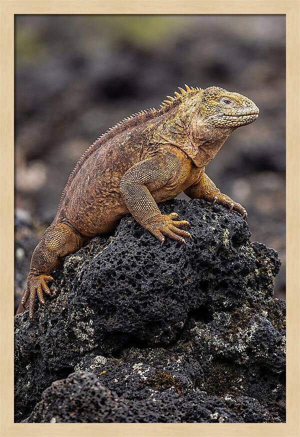 Galapagos Land Iguana On Lava