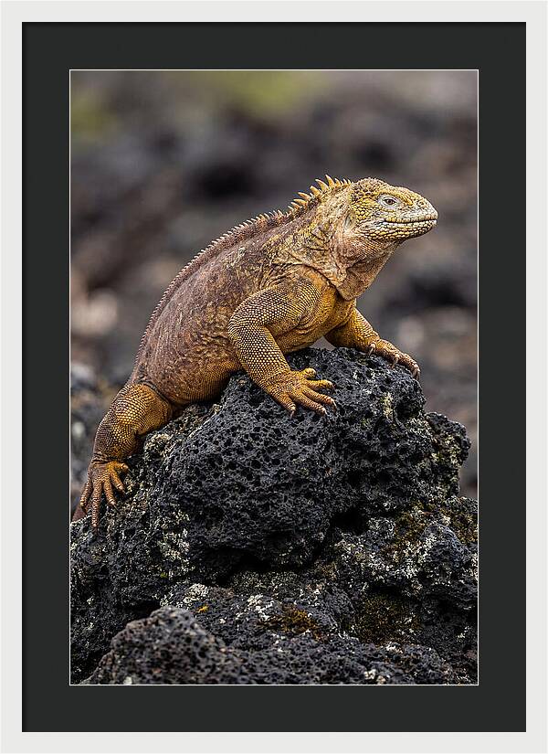 Galapagos Land Iguana On Lava