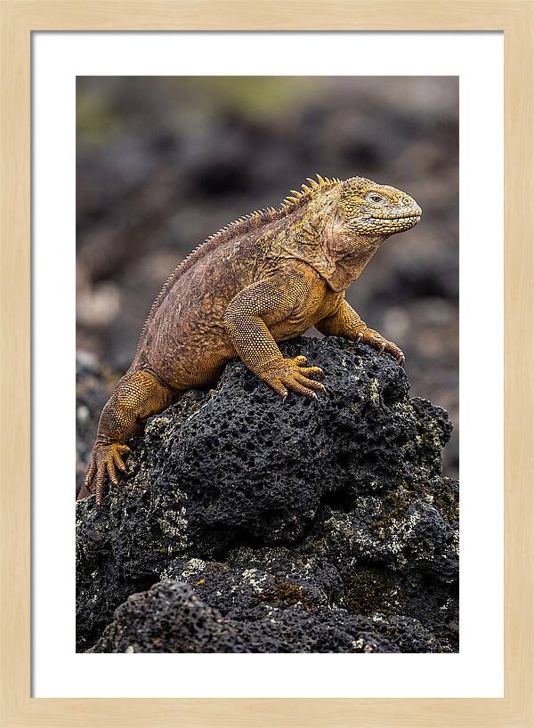 Galapagos Land Iguana On Lava