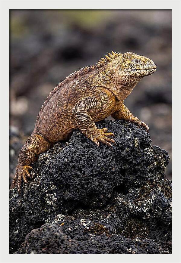 Galapagos Land Iguana On Lava