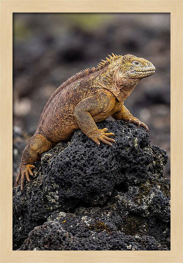 Galapagos Land Iguana On Lava