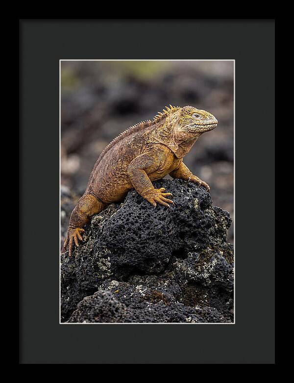 Galapagos Land Iguana On Lava