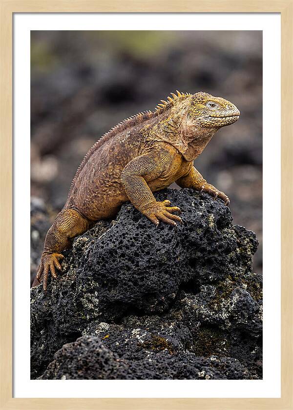 Galapagos Land Iguana On Lava