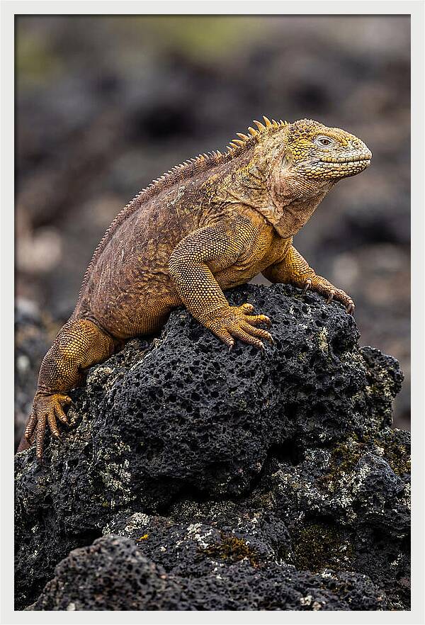 Galapagos Land Iguana On Lava