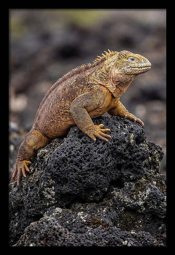 Galapagos Land Iguana On Lava