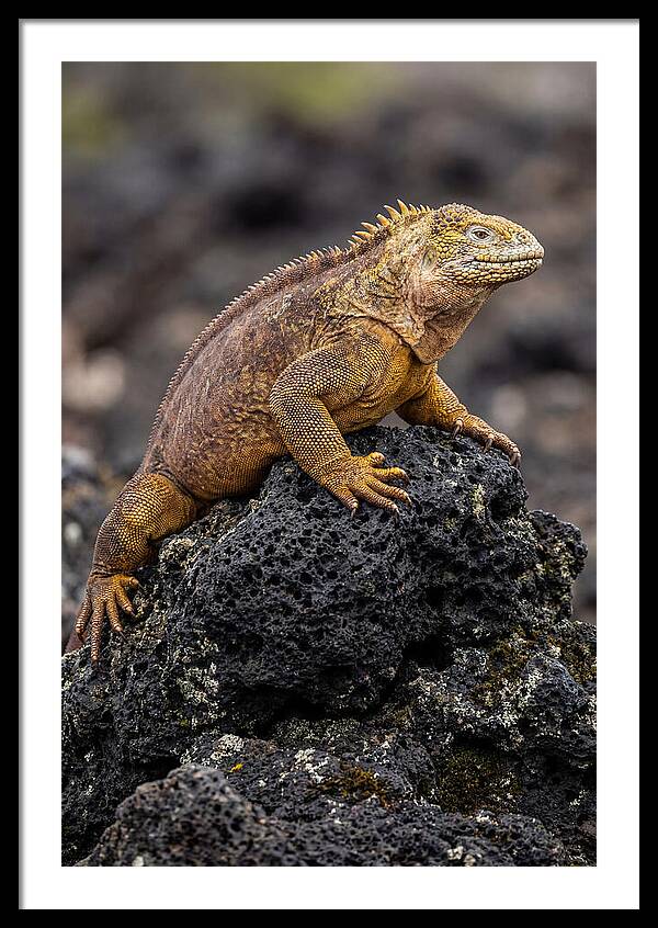 Galapagos Land Iguana On Lava