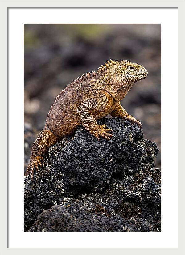 Galapagos Land Iguana On Lava