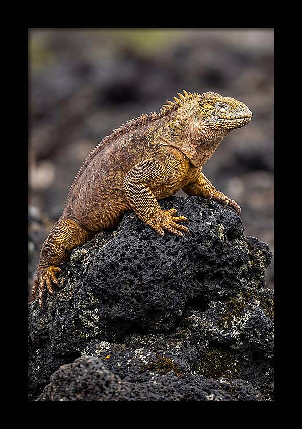 Galapagos Land Iguana On Lava