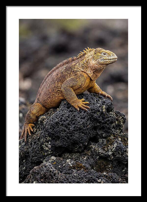 Galapagos Land Iguana On Lava