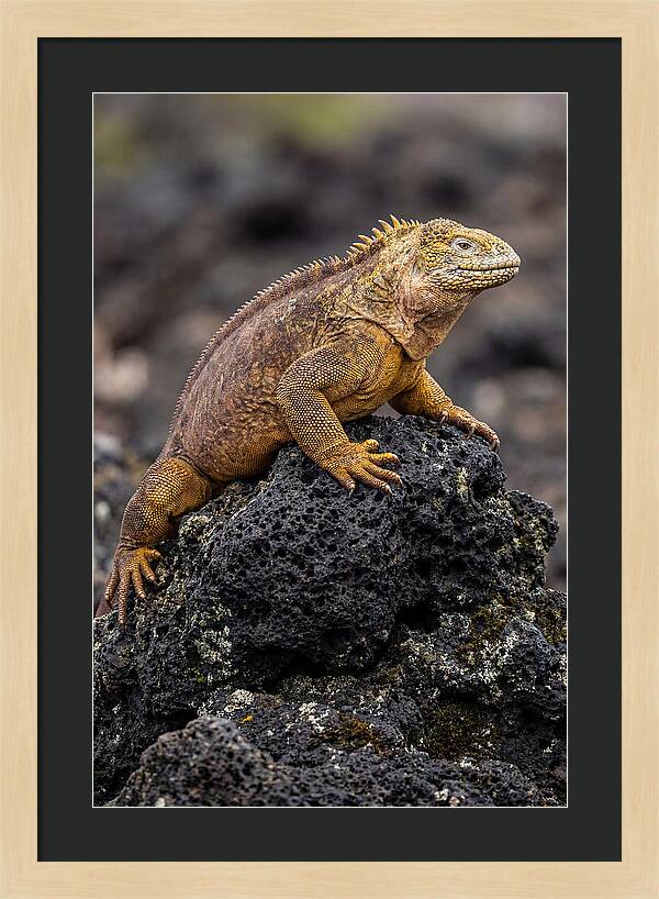 Galapagos Land Iguana On Lava